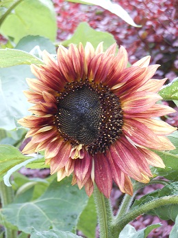 August Craft Sunflower